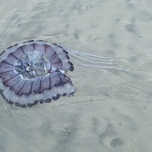 Meet your Posher, Helen